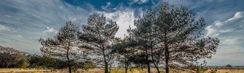 The Veluwe National Park