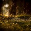 Low grass Scottish forest