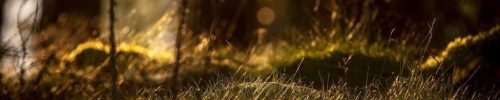 Low grass Scottish forest