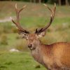Wink deer Scotland Highland Wildlife Park