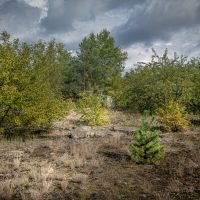 Flugplatz Sperenberg plants nature