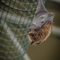 Wrocław Zoo bat