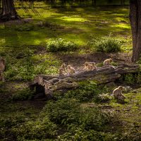 Wrocław Zoo monkeys playing cute