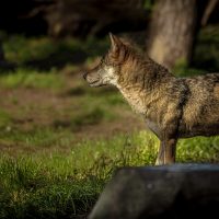 Wrocław Zoo Wolf