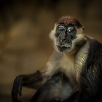 Wrocław Zoo Monkey funny