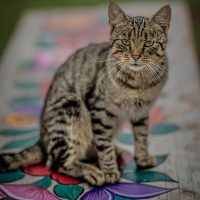 Zalipie flower painted decorated houses cat