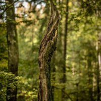 Białowieża Forest tree