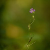 Białowieża Forest flower