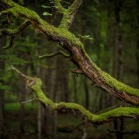 Białowieża Forest tree branches moss