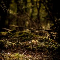 Białowieża Forest trees