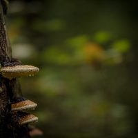 Białowieża Forest funghi