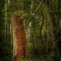 Białowieża Forest brown orange gold moss