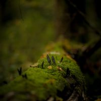 Białowieża Forest fingers