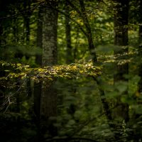 Białowieża Forest