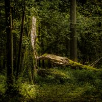 Białowieża Forest