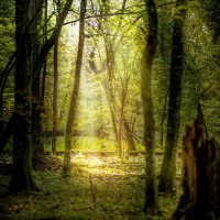 Białowieża Forest lightrays in forest