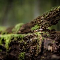 Białowieża Forest