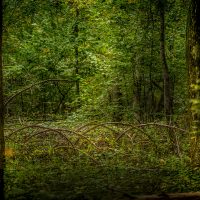 Białowieża Forest