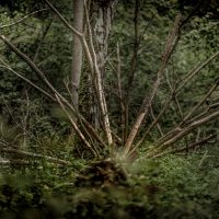 Białowieża Forest medusa