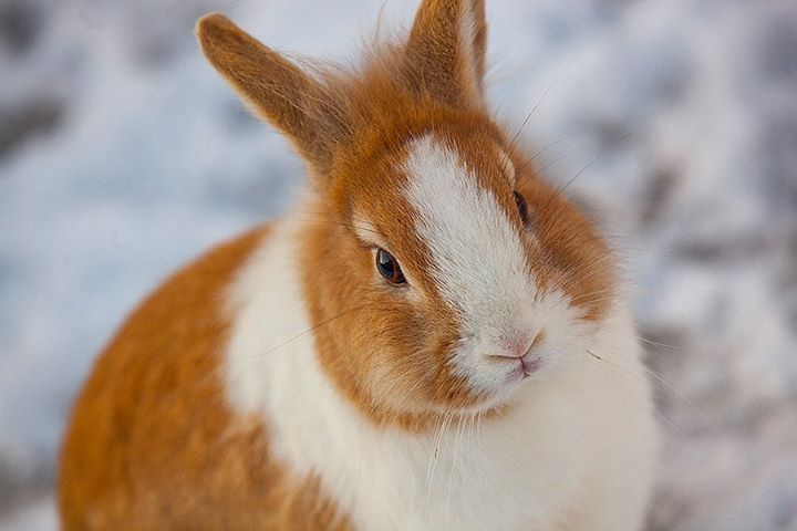 rabbit-08