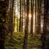 Sun through trees in forest Scotland