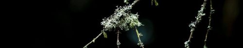 Tree branches with moss in Scotland