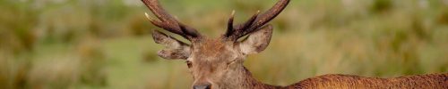 Wink deer Scotland Highland Wildlife Park