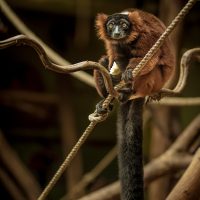 Wrocław Zoo Monkey Red Ruffed Lemur
