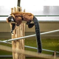 Wrocław Zoo Monkey Red Ruffed Lemur