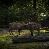 Wrocław Zoo Bizons