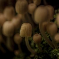 Białowieża Forest tiny macro mushrooms funghi